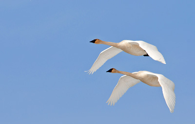 swan love